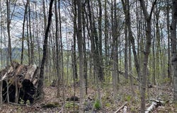 Rue de l'Excursion, Morin-Heights, Quebec J0R1H0