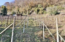 Sementina, Ticino 6514