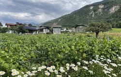 Pramagnon 61, Grône, Valais 3979