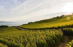 Bourg-en-Lavaux, Grandvaux, Vaud 1091