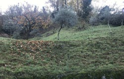 Brusino Arsizio, Ticino 6827