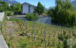 Sierre, Valais 3960
