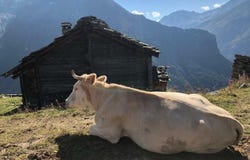 Bréona, Evolène, Valais 1983