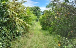 JG6C+J5 La Mesa, Cundinamarca, Colombia, La Mesa, Cundinamarca 252601
