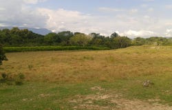 Carmen De Apicala, Tolima