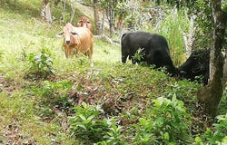 El Higueron, Anapoima, Cundinamarca, Colombia, Anapoima, Cundinamarca 252647