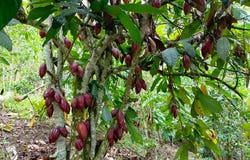 5QJ3+RH Pacho, Cundinamarca, Colombia, Pacho, Cundinamarca 254001