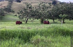 W443+P7 Balboa, Risaralda, Colombia, La Virginia, Risaralda