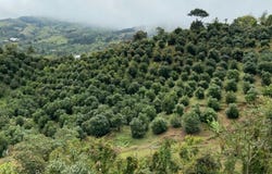 VEREDA CONCORDIA, EL PEÑOL; ANTIOQUIA; COLOMBIA, Peñol, Antioquia 053857