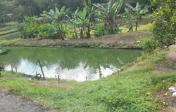 PACHO, Cundinamarca 254001