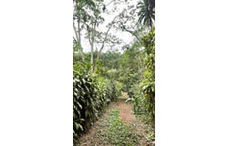 San Rafael de San Ramon Alajuela, San Ramón, Alajuela, San Ramón, Alajuela