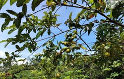 Lote en San Juan Bosco, Perez Zeledon, Costa Rica: Countryside Home Construction Site For Sale in Daniel Flores, Daniel Flores, San José
