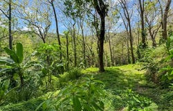 Perfect Oasis Lot at Santa Teresa - Santa Teresa, Puntarenas, Puntarenas Province