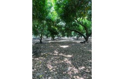 ARANJUEZ PUNTARENAS, Puntarenas, Puntarenas, Puntarenas, Puntarenas