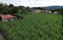 San Roque 20301, Grecia, Grecia, Alajuela, Grecia, Alajuela
