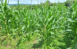 Se vende lote agrícola, en Cajón, Perez Zeledon.: Mountain Home Construction Site For Sale in Cajón, Cajón, San José