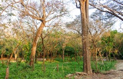 X86V+H9V, Del Mar Pathway, Provincia de Guanacaste, Nosara, Costa Rica, Nicoya, Guanacaste Province