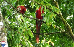 cuervito, Pavones, Puntarenas, Pavones, Puntarenas