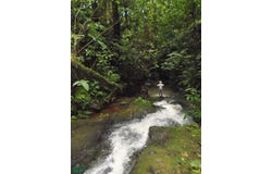 Venecia, San Carlos, Alajuela, San Carlos, Alajuela 21005