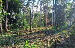 Punta Uva, Cahuita, Limon 000696