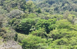 M598+9M, Cahuita, Limón Province