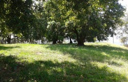 Alajuela, Oorotina, El Tigre, Calle La Coyotera, Orotina, Alajuela, Orotina, Alajuela