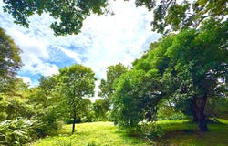 Brasil de Santa Ana, Santa Ana, San José, Santa Ana, San José