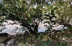 SE VENDE PROPIEDAD EN CAJí“N, COSTA RICA.: Mountain Home Construction Site For Sale in Cajón, Cajón, San José