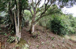Peñas Blancas, General Viejo, Perez Zeledon, Costa Rica, Pérez Zeledón, San José, Pérez Zeledón, San José