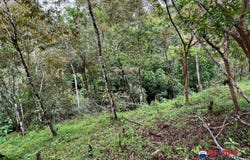 Buenos Aires, Turrialba, Turrialba, Cartago, Turrialba, Cartago