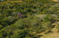 Orchards of Playa Blanca , Veintisiete de Abril, Santa Cruz, Guanacaste, Santa Cruz, Guanacaste 50303