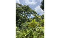 Quepos, Quepos, Puntarenas, Quepos, Puntarenas