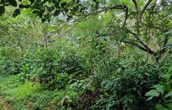 Sarchí Norte, Valverde Vega, Alajuela, Alajuela