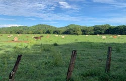 La Garita Nueva , Tamarindo, Santa Cruz, Guanacaste, Santa Cruz, Guanacaste 50309