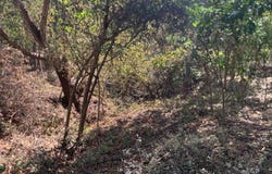Santa Rosa , Tamarindo, Santa Cruz, Guanacaste, Santa Cruz, Guanacaste 50309