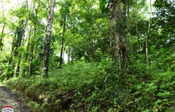 cuervito, Pavones, Puntarenas, Pavones, Puntarenas