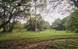 Ceiba, Orotina, Alajuela, Orotina, Alajuela, Orotina, Alajuela