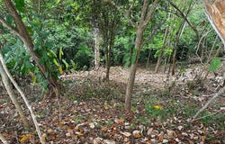 Solo Ceibo, Matapalo, Quepos, Aguirre, Puntarenas, Aguirre, Puntarenas