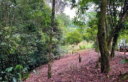 Lote en Chimirol, Costa Rica: Mountain Home Construction Site For Sale in San Isidro del General, San Isidro del General, San José
