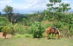 Golfito>Pavones, Pavones, Puntarenas, Pavones, Puntarenas