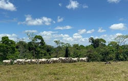 San Joaquin, San Carlos, Alajuela, San Carlos, Alajuela