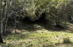 Alajuela, San Mateo, Desmonte, San Mateo, Alajuela, San Mateo, Alajuela