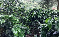 Grecia, Grecia, Alajuela, Grecia, Alajuela