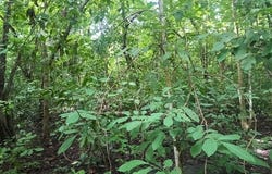 Premium Development Property for Sale in Nosara â€“ Excellent Location with Main Road Frontage, Santa Marta, Guanacaste