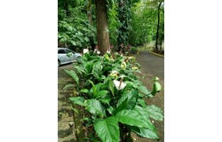 Quebrada Ganado, Garabito, Garabito, Puntarenas, Garabito, Puntarenas