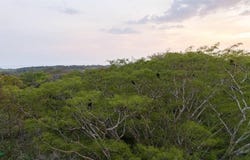 finca montania , Nosara, Nicoya, Guanacaste, Nicoya, Guanacaste 50206