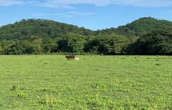 La Garita Nueva , Tamarindo, Santa Cruz, Guanacaste, Santa Cruz, Guanacaste 50309