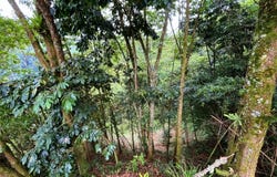 1.4 Ha en Venta, chimirol, Perez Zeledon, Costa Rica.: Mountain Home Construction Site For Sale in San Isidro del General, San Isidro del General, San José