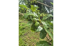 Propiedad en San Blas: Mountain Agricultural Land For Sale in La Linda General Viejo, La Linda General Viejo, San José