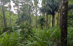 Puerto Jiménez, Puntarenas, Puntarenas, Puntarenas, Puntarenas